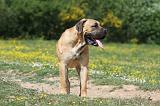 BOERBULL 027